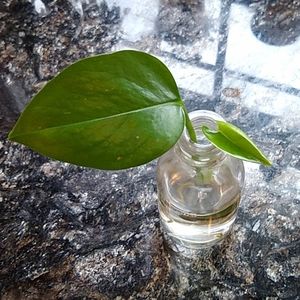 2 Pothos rooted cutting